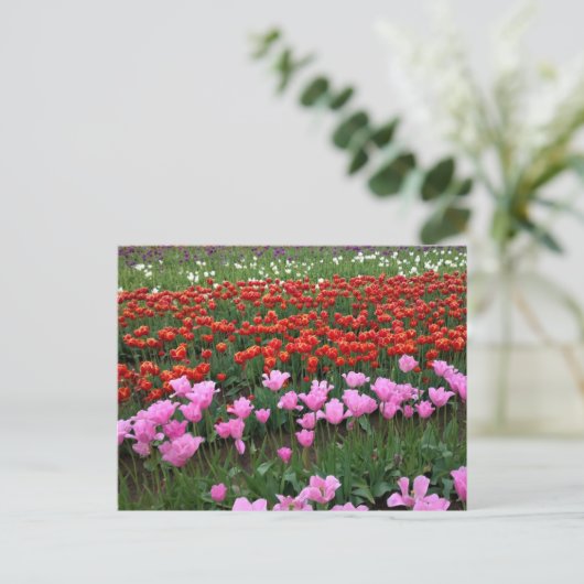 Roze en rood Tulp Field, Oregon Briefkaart (Staand voorkant)