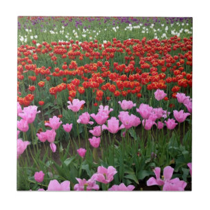 Roze en rood Tulp Field, Oregon Tegeltje