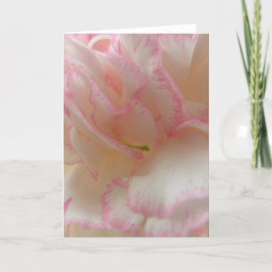 Roze en witte anjer Wenskaart Kaart