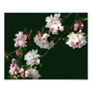 Roze en witte appelbloesems 8x10 foto afdruk