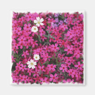 Roze en Witte Bloemen Magnet Magneet