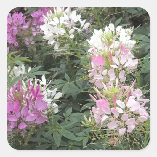 Roze en witte bloemen vierkante sticker (Voorkant)
