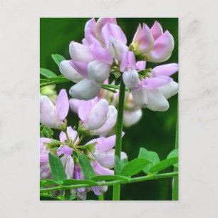 Roze en witte bloemknoppen briefkaart
