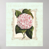 Roze en Witte Camellia Shabby Elegance Poster (Voorkant)