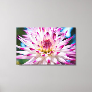 Roze en Witte Dahlia Canvas Afdruk