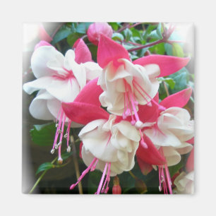 Roze en witte Fuschia Magnet Magneet