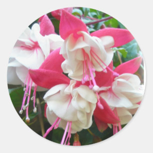 Roze en witte Fuschia-stickers Ronde Sticker