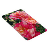 Roze en witte gestreepte Rozen Magneet (Rechterzijde)