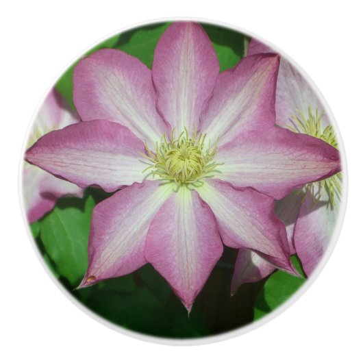 Roze en witte lente van Clematis Keramische Knop (Voorkant)