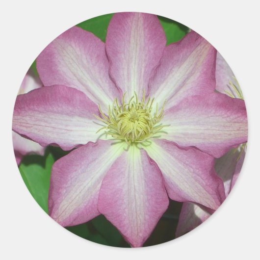 Roze en witte lente van Clematis Ronde Sticker (Voorkant)