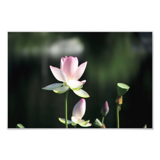 Roze en witte Lotus Flower Foto Afdruk (Voorkant)
