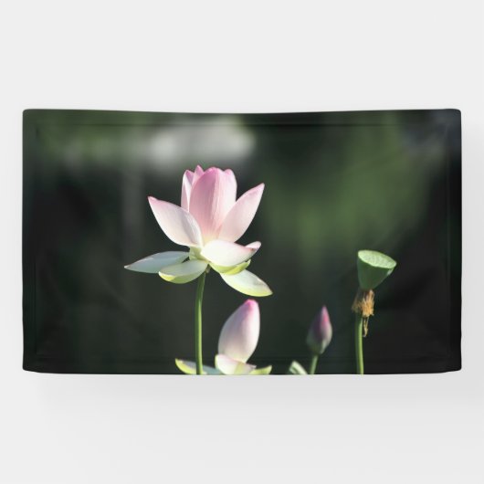 Roze en witte Lotus Flower Spandoek (Horizontaal)