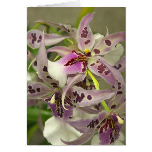 Roze en witte orchideeën