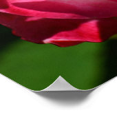 Roze en witte Poster (Hoek)