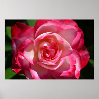 Roze en witte Poster