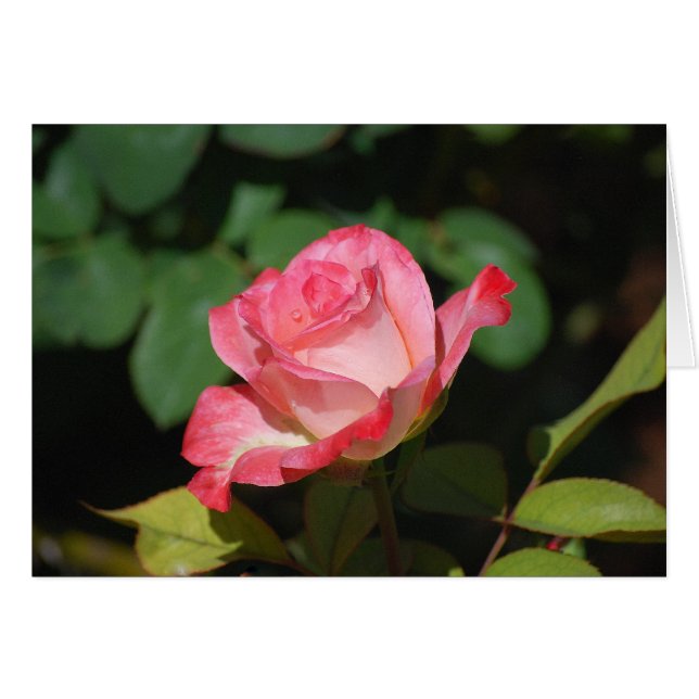 Roze en witte roze (Voorkant Horizontaal)