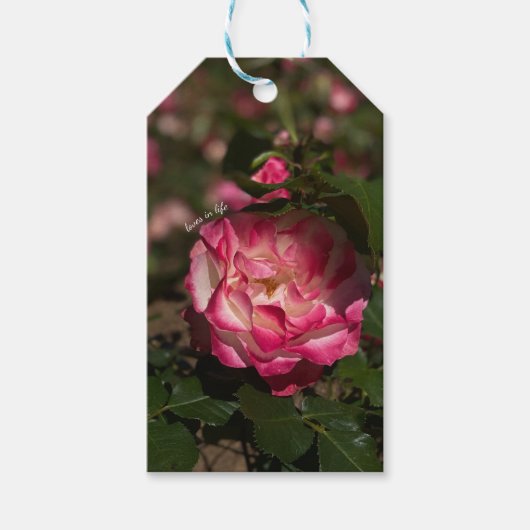 Roze en witte roze cadeaulabel (Voorkant)
