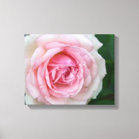 Roze en witte roze canvas afdruk (Voorkant)
