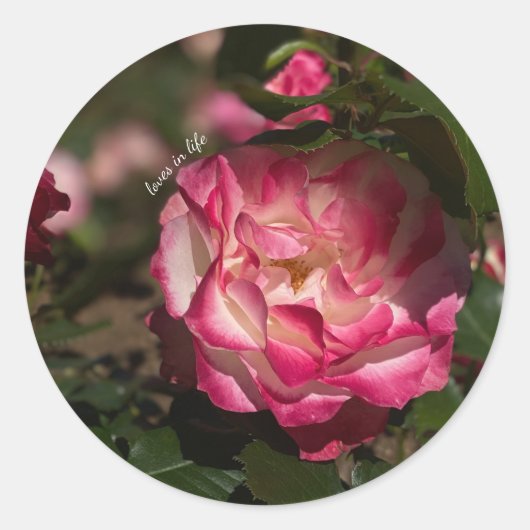 Roze en witte roze ronde sticker (Voorkant)