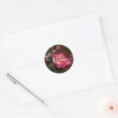 Roze en witte roze ronde sticker (Envelop)