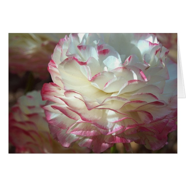 Roze en witte ventilator (Voorkant Horizontaal)
