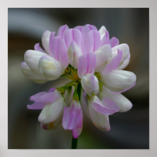 Roze en witte ventilator sluiten dicht poster (Voorkant)