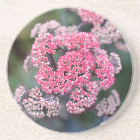 Roze en witte vlinder Stonecup Flowers Zandsteen Onderzetter (Voorkant)