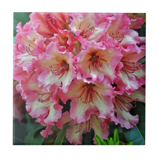 Roze en witte wortelbloemen tegeltje (Voorkant)