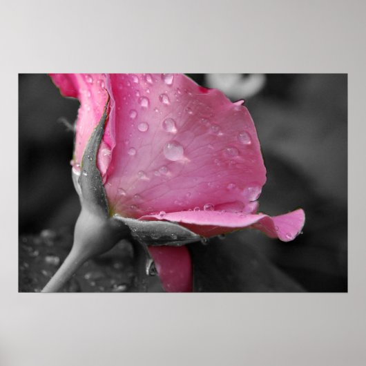 Roze en zwart Poster (Voorkant)