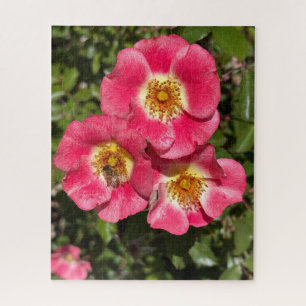 Roze Enkelbladige Struikroos, San Mateo Legpuzzel