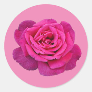 Roze enkele rozen ronde sticker
