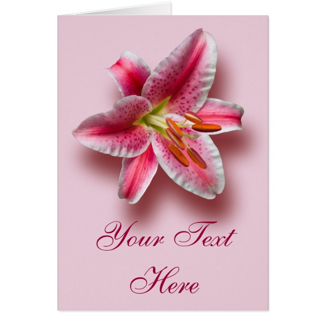 Roze enkele Stargazer Lily (Voorkant)