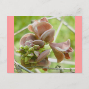 Roze erwt-achtige ventilatorBriefkaart Briefkaart