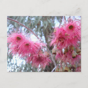 Roze Eucalyptus Flowers Briefkaart