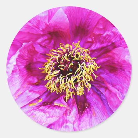 Roze explosie ronde sticker (Voorkant)