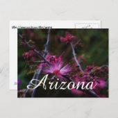 Roze Fairy Duster, Arizona briefkaart (Voorkant / Achterkant)