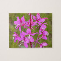Roze Fireweed-bloemen van Alaskan in bloei