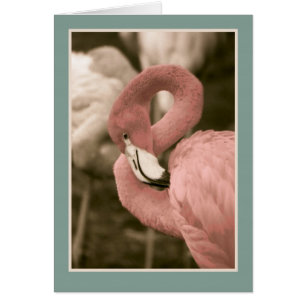 Roze Flamingo