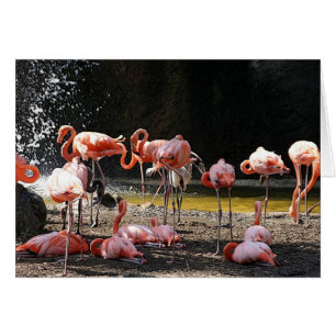 Roze Flamingo