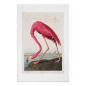 roze flamingo audubon perfect poster (Voorkant)