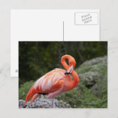 Roze Flamingo Briefkaart (Voorkant / Achterkant)