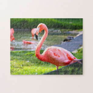 Roze Flamingo Californië. Legpuzzel