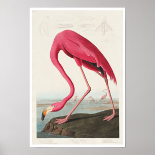 Roze Flamingo door Poster Audubon
