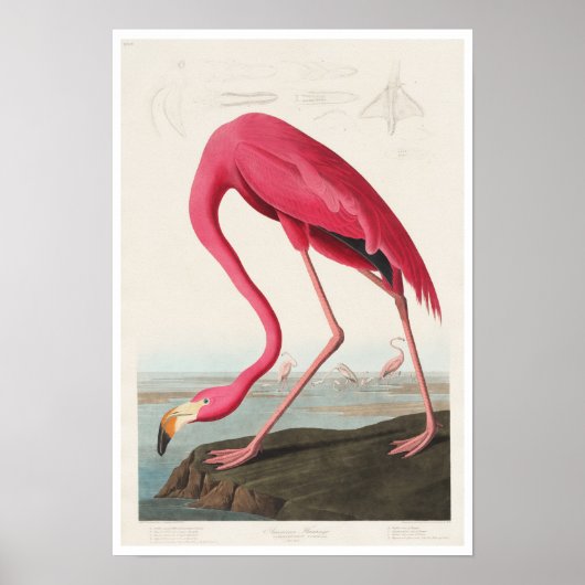 Roze Flamingo door Poster Audubon (Voorkant)
