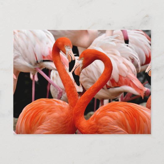 Roze Flamingo Flock Love Heart Valentijn Bird Briefkaart (Voorkant)