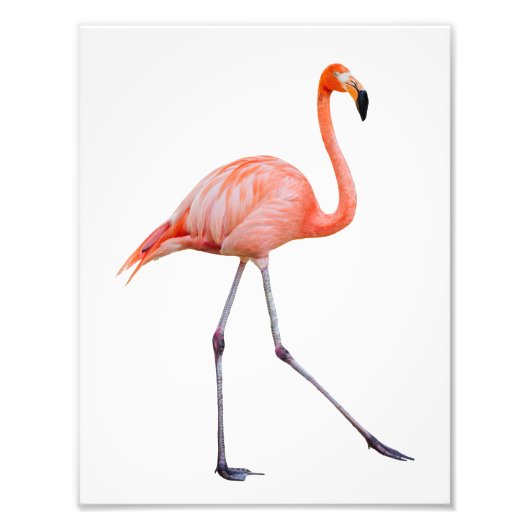 Roze Flamingo Foto Afdruk (Voorkant)