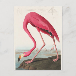 Roze Flamingo-illustratie Briefkaart