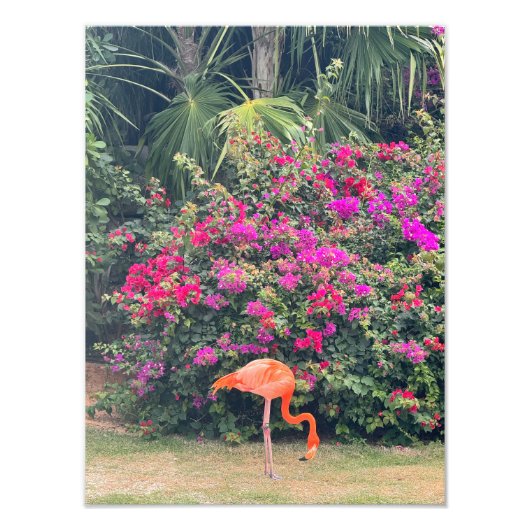 Roze Flamingo in het Tropisch Loof Foto Afdruk (Voorkant)