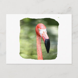 Roze flamingo kopfoto groene achtergrond briefkaart