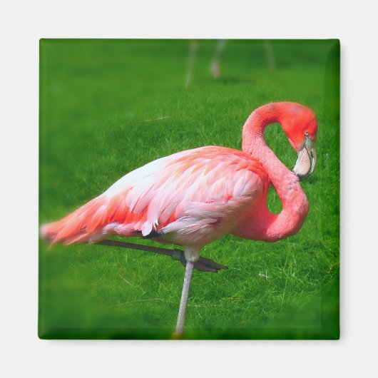 Roze Flamingo Magneet (Voorkant)